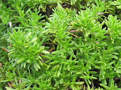 Thymus caespitius photographed by Wikipedia user Ixitixel