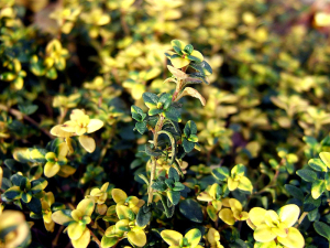 Thymus citriodorus