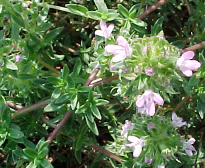 Thymus herba-barona