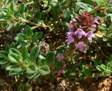 Thymus serphyllum photo courtesy of J.F. Gaffard