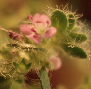 The last pretty pink thyme flower before my creeping thyme died from over-watering.