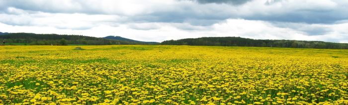 Dandelion field photo credit Vit Smolek on stock.xchang.