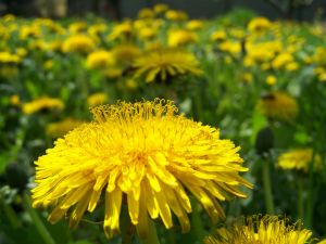 Dandelion photo credit Sandor Balazs on stock.xchng