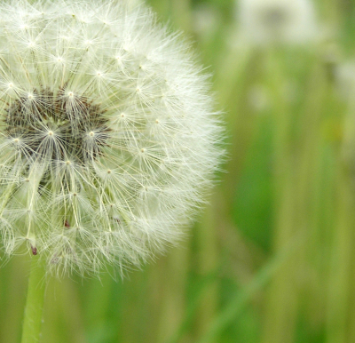 Dandelion seed ball photo credit Tania Matvienko on stock.xchng.