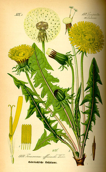 Taraxacum offiicinale botanical study from 1885 text Flora von Deutschland, Osterreich und der Schweiz by Prof. Dr. Otto Wilhelm Thome.