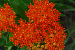 butterfly-weed