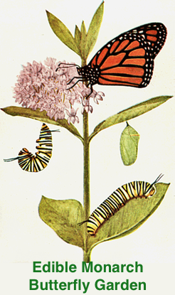 butterfly garden for monarchs