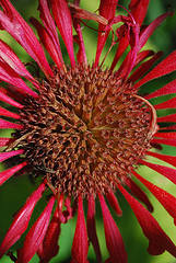 scarlet-bee-balm