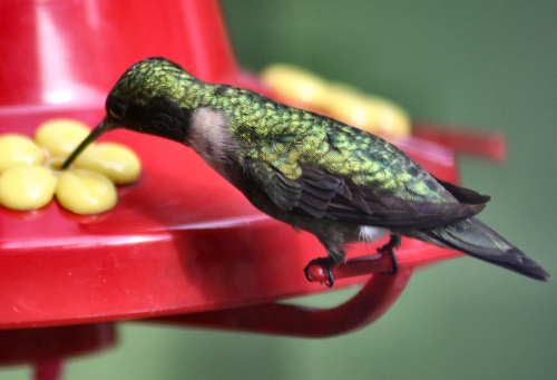 feeding hummingbirds