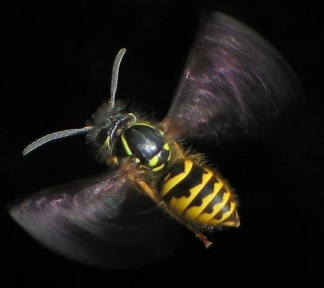 hornet