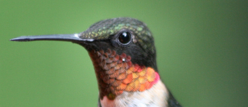 male hummingbird