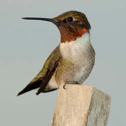 ruby throated hummingbirds