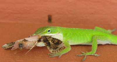 anole-eating