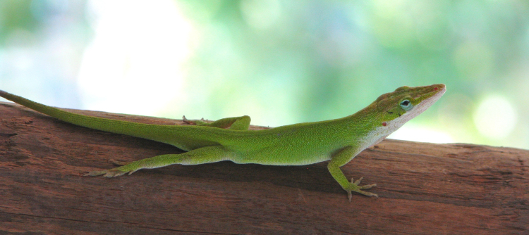 carolina-anole