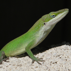 carolina-anoles