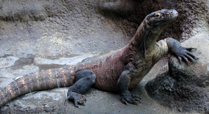 komodo