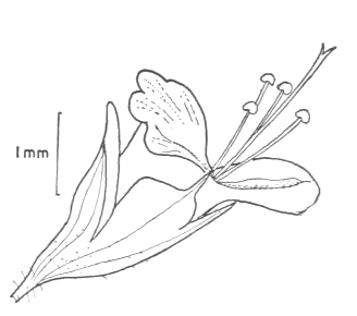 tenuiflorum-flower
