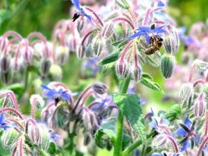 Borage flowers with honeybee