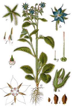 borage-lifecycle