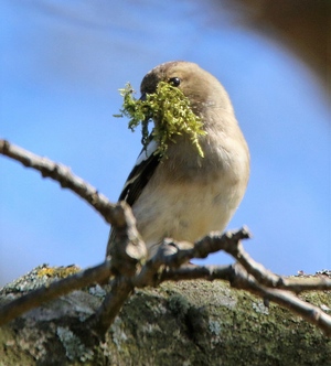 chaffinch-moss-nest