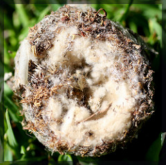 hummingbird gathering nesting material