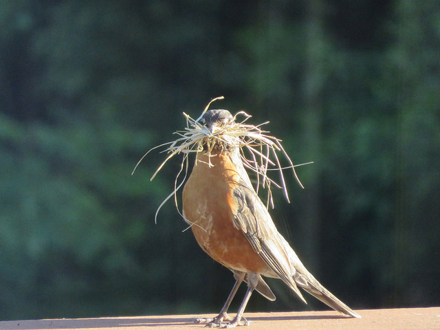 robbin-nest-builder