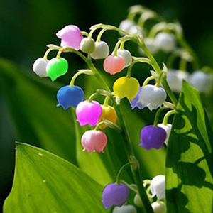 fake photo of colorful lily of the valley plant