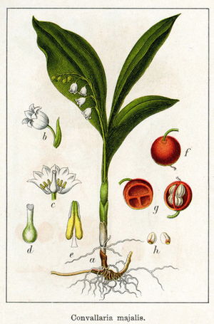 botanical print of convallaria majalis life cycle for growing lily of the valley