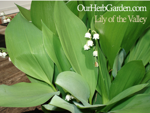 potted lilies of the valley