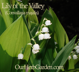 Convallaria majalis in bloom