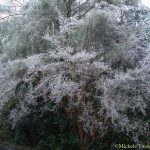 our crape myrtle, 2019 ice storm
