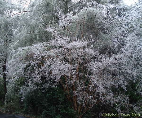 our crape myrtle, 2019 ice storm