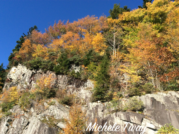 fall leaves and red spruce trees 