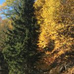 north carolina mountain red spruce