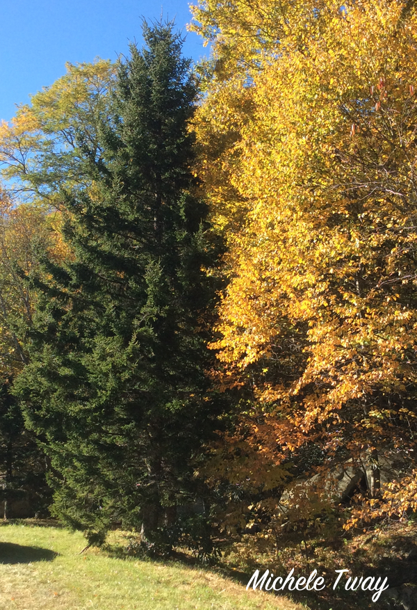 north carolina mountain red spruce